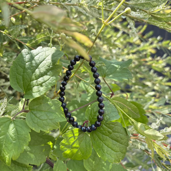 Sanne's Tijgeroog blauw - Afbeelding 5