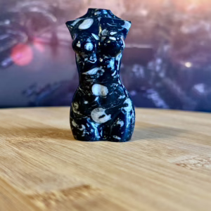 Shell fossil Jaspis body