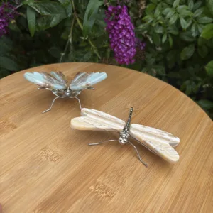 Libelle Calciet